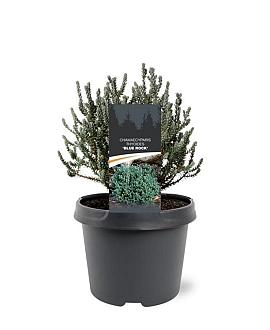 Chamaecyparis t. Blue Rock Pot 3 Liter 20 - 30 cm