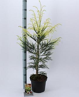 Cryptomeria j. 'Barabits Gold' Pot 5 Liter 60 - 80 cm