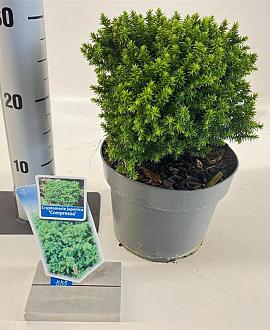Cryptomeria j. 'Compressa' Pot 3 liter 20-25cm 