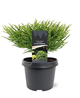 Cryptomeria j. 'Little Champion' Pot 3 Liter 