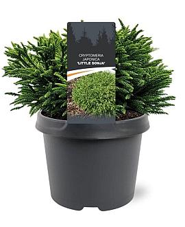 Cryptomeria j. 'Little Globe' Pot 3 Liter 20 - 30 cm