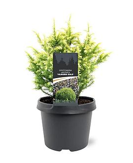 Cryptomeria j. 'Vilmorin Gold' Pot 3 Liter 20 - 30 cm