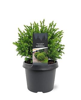 Cryptomeria j. 'Vilmoriniana' Pot 3 Liter 20 - 30 cm