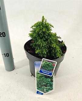 Cryptomeria j. 'Yokohama' Pot 3 liter 20-25cm 