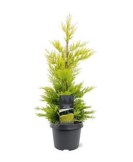 Cupressocyparis l. 'Gold Rider' Pot 3 Liter 40 - 50 cm