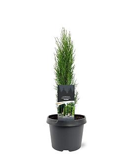 Cupressus semp. 'Totem' Pot 3 Liter 30 - 40 cm