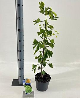 Ginkgo biloba Pot 2 Liter60 - 80 cm