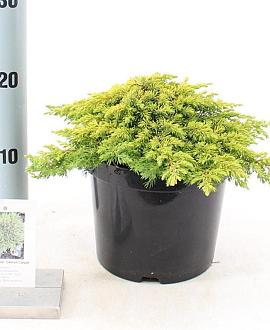 Juniperus comm. 'Lemon Carpet' Pot 3 liter 25-30cm