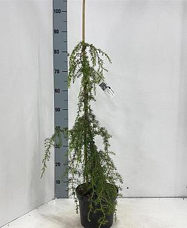 Juniperus comm. 'Oblonga Pendula' Pot 3 Liter 70 - 80 cm