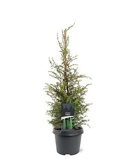 Juniperus comm. 'Suecica' Pot 3 Liter 50 - 60 cm
