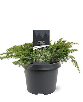 Juniperus conferta 'Schlager' Pot 3 Liter 30 - 40 cm