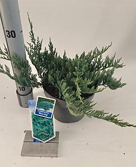 Juniperus h. 'Blue Chip' Pot 3 liter 20-25cm 