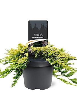Juniperus h. 'Golden Carpet' Pot 3 Liter 20 - 30 cm