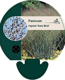 Panicum virgatum 'Heavy Metal' Pot 9 cm