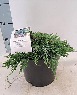 Juniperus h. 'Pancake' Pot 3 liter 25-30cm