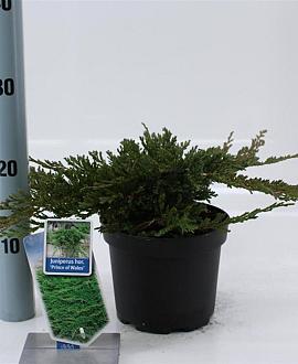 Juniperus h. 'Prince of Wales' Pot 3 liter 20-25cm 