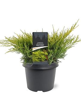 Juniperus pf. 'Gold Coast' Pot 3 Liter 