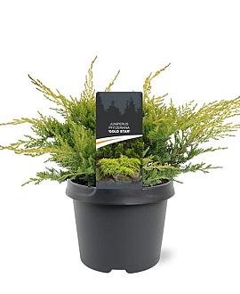 Juniperus pf. 'Gold Star' Pot 3 Liter 