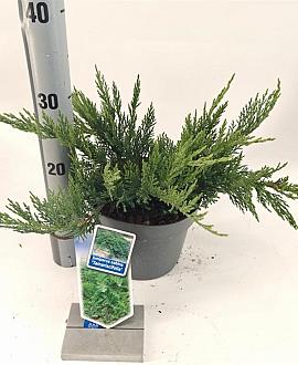 Juniperus sabina 'Tamariscifolia' Pot 3 liter 20-25cm 