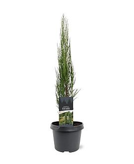 Juniperus s. 'Blue Arrow' Pot 3 Liter 50 - 60 cm