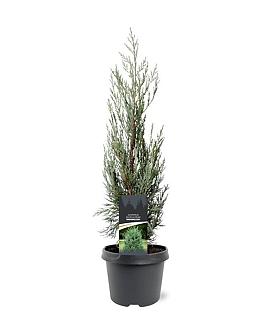 Juniperus s. 'Moonglow' Pot 3 Liter 40 - 50 cm