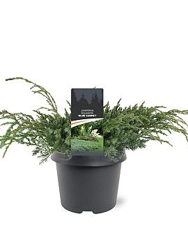 Juniperus squamata 'Blue Carpet' Pot 3 Liter 30 - 40 cm