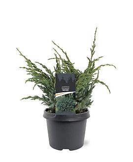 Juniperus squamata 'Meyeri' Pot 3 Liter 30 - 40 cm