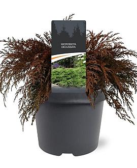Microbiota decussata Pot 3 Liter 30 - 40 cm