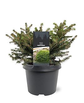 Picea a. 'Nidiformis' Pot 3 Liter 