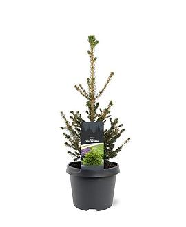 Picea a. 'Will's Zwerg' Pot 3 Liter 30 - 40 cm
