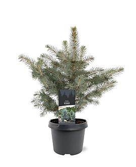 Picea pungens glauca Pot 3 Liter 