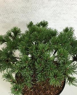 Pinus mugo 'Corley's Mat' Pot 7,5 liter 25-30cm