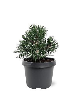 Pinus mugo 'Green Pearl' Pot 3 Liter 20 - 30 cm