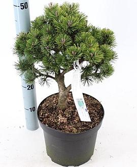 Pinus mugo 'Lilliput' Pot 5 liter 25-30cm