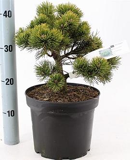 Pinus mugo 'March' Pot 5 liter 25-30cm
