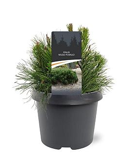 Pinus mugo pumilio Pot 3 Liter 20 - 30 cm