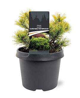 Pinus mugo 'Winter Gold' Pot 3 Liter 20 - 30 cm