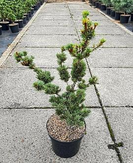 Pinus parv. 'Kokonoe' Pot 7,5 Liter 40 - 50 cm