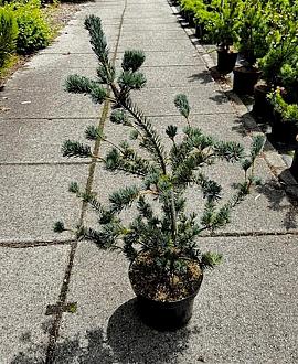 Pinus parv. 'Saphir' Pot 10 liter 70 - 80 cm