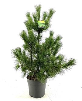 Pinus peuce Pot 10 liter 60 - 80 cm