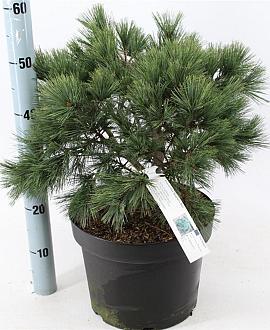 Pinus strobus 'Bergman's Mini' Pot 10 liter 40 - 50 cm