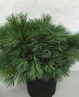 Pinus strobus 'Blue Shag' Pot 10 liter 40 - 50 cm