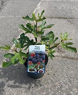 Ficus car. Little Miss Figgy Pot 2 Liter30 - 40 cm