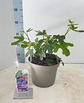 Ficus car. 'Rouge de Bordeaux' Pot 5 Liter 50 - 60 cm