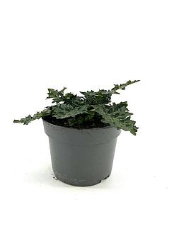 Acanthus spinosus Pot 2 Liter
