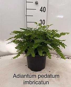 Adiantum pedatum 'Imbricatum' Pot 2 Liter 20 - 30 cm