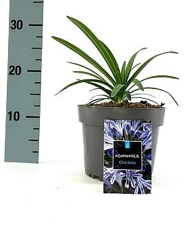 Agapanthus 'Charlotte' Pot 2 Liter