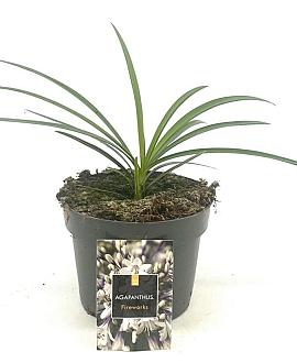 Agapanthus Fireworks Pot 2 Liter