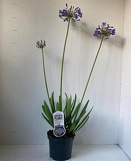 Agapanthus 'Sunfield' Pot 3 liter 25-30cm