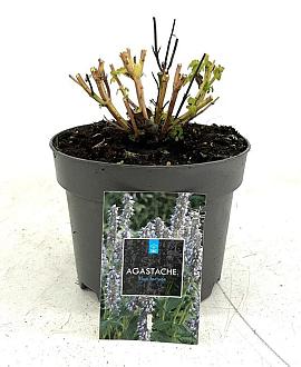 Agastache 'Blue Fortune' Pot 2 Liter